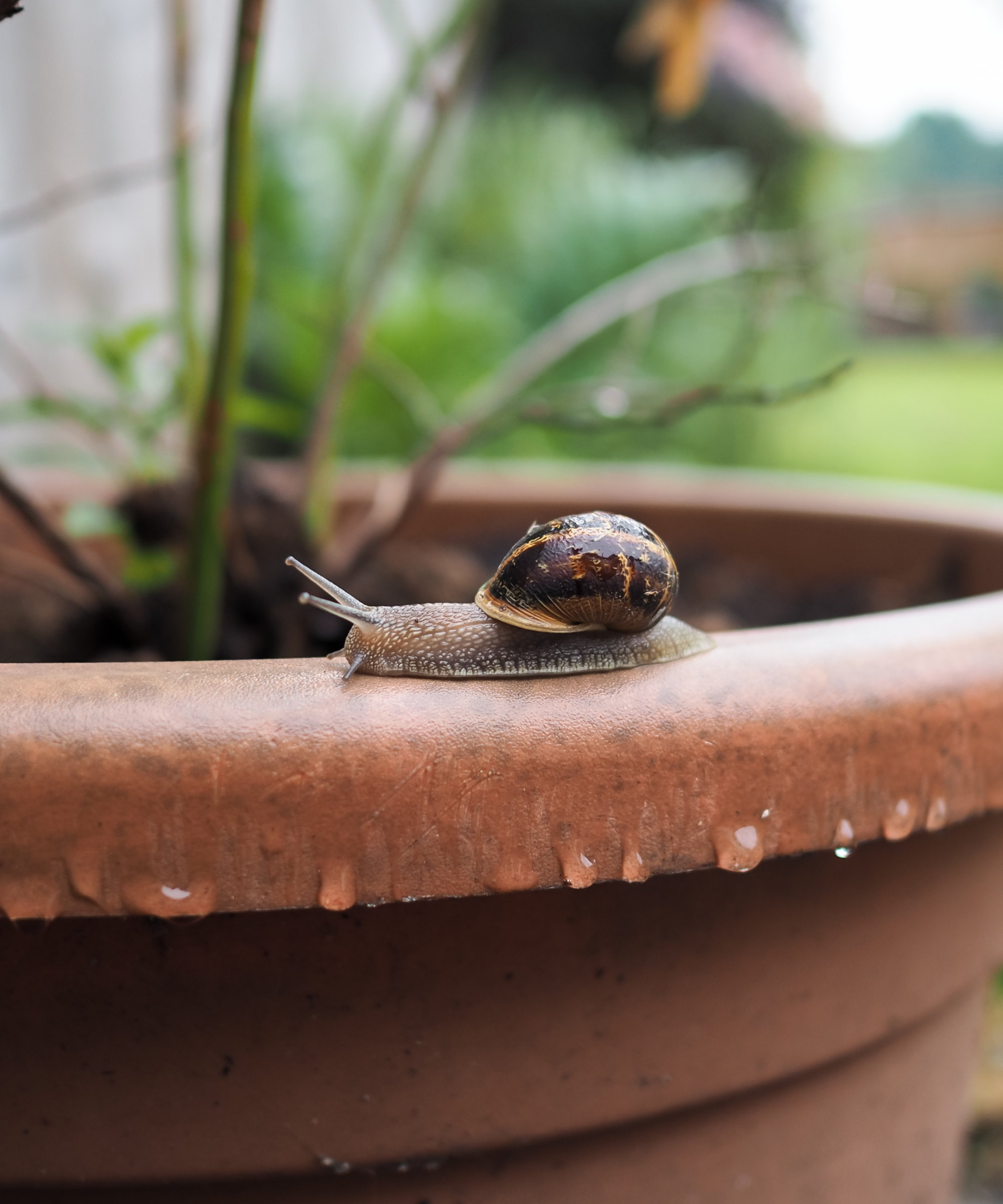 A brown -shaking snail on a garden container