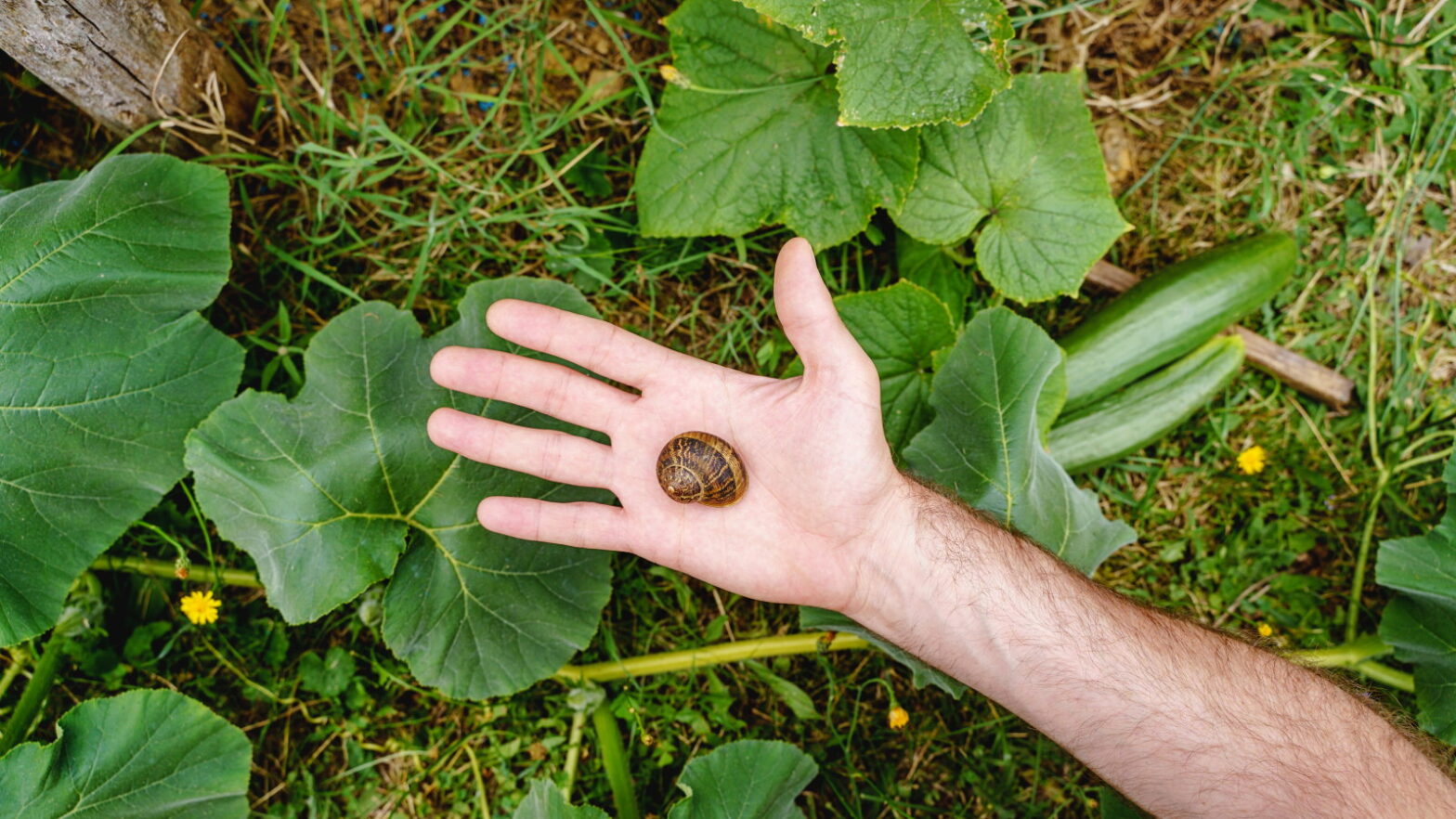 Hand -picking snails are a great way to eliminate pests