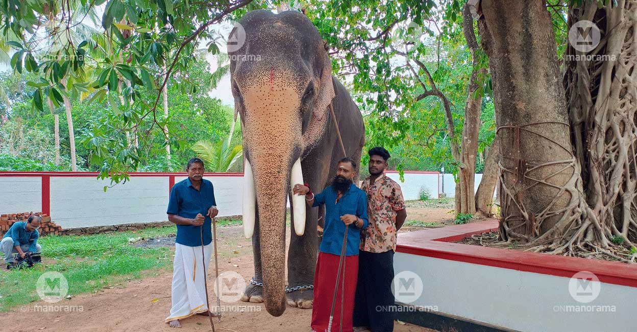 THechikkottukavu Ramacandran is a synonym for Kerala's elephant. Photo: Josemon Varghese