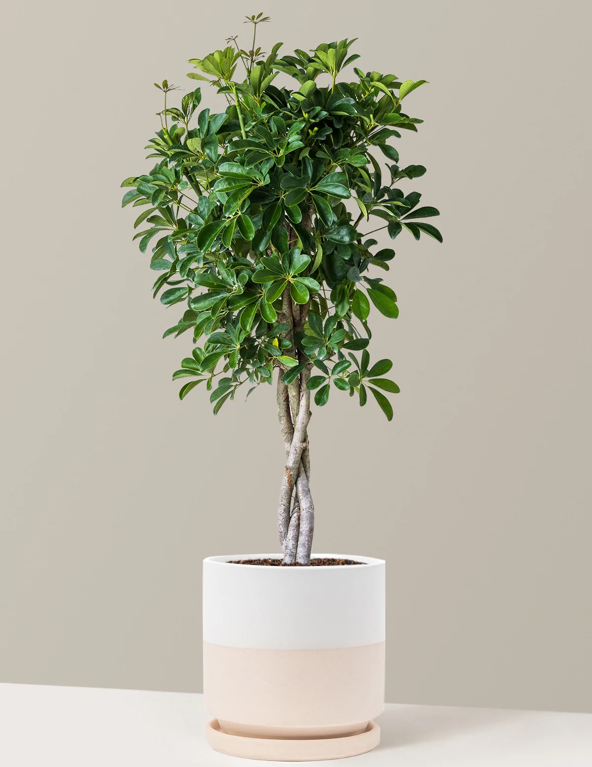 Schefflera_arboricola_braid_tree_large