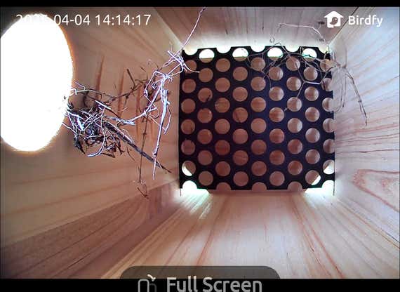 A screenshot of a video that shows branches in a bird house.