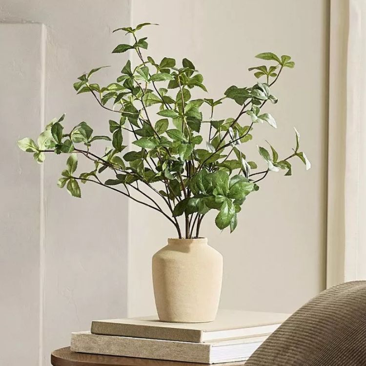 Wrong Gypsophila leaf plant