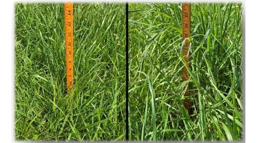 Now plan to optimize the entire pasture season