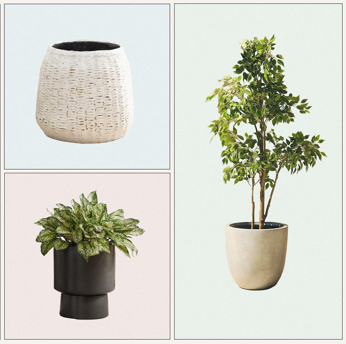 Budget Outdoor planter Budget Outdoor planter