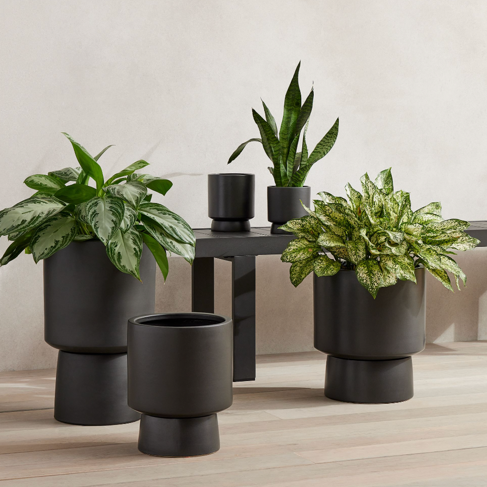 Bishop ceramic inner/outdoor podium plants Bishop ceramic inner/outdoor podium plants