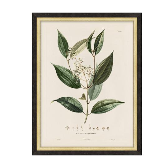 Vintage botanical framed pressure (1)