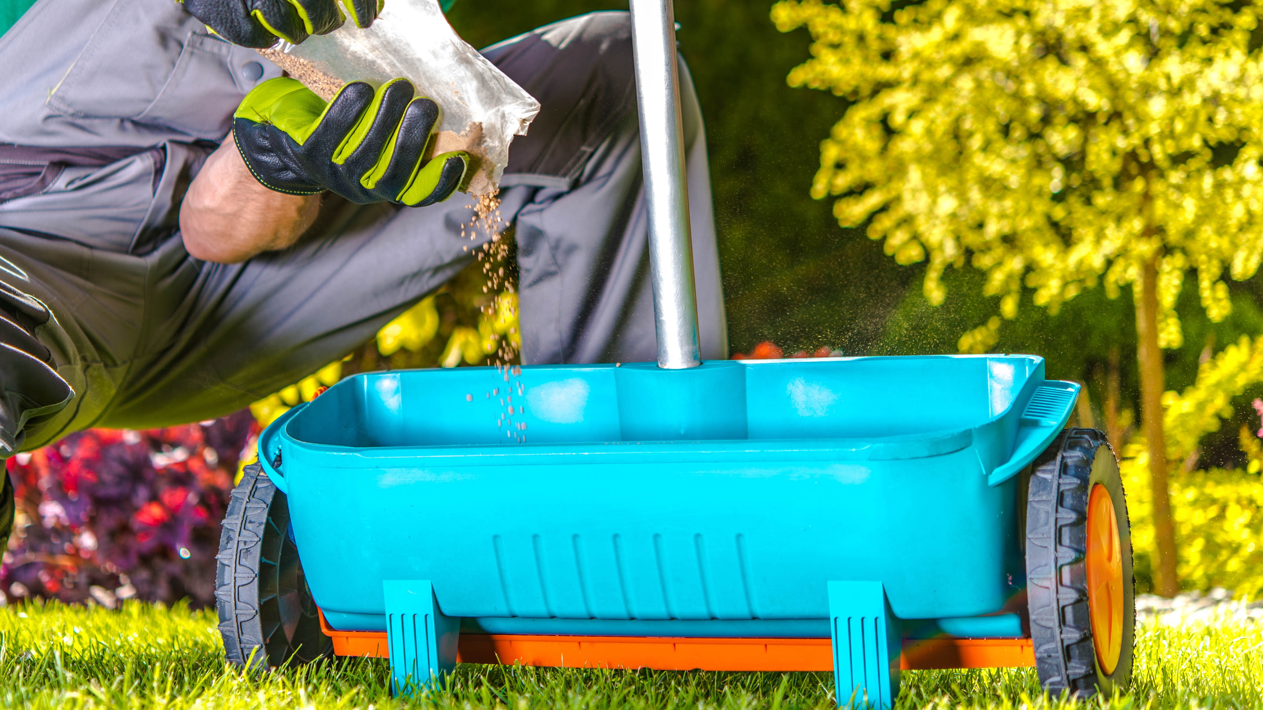 Man is fertilizer in spray for lawn