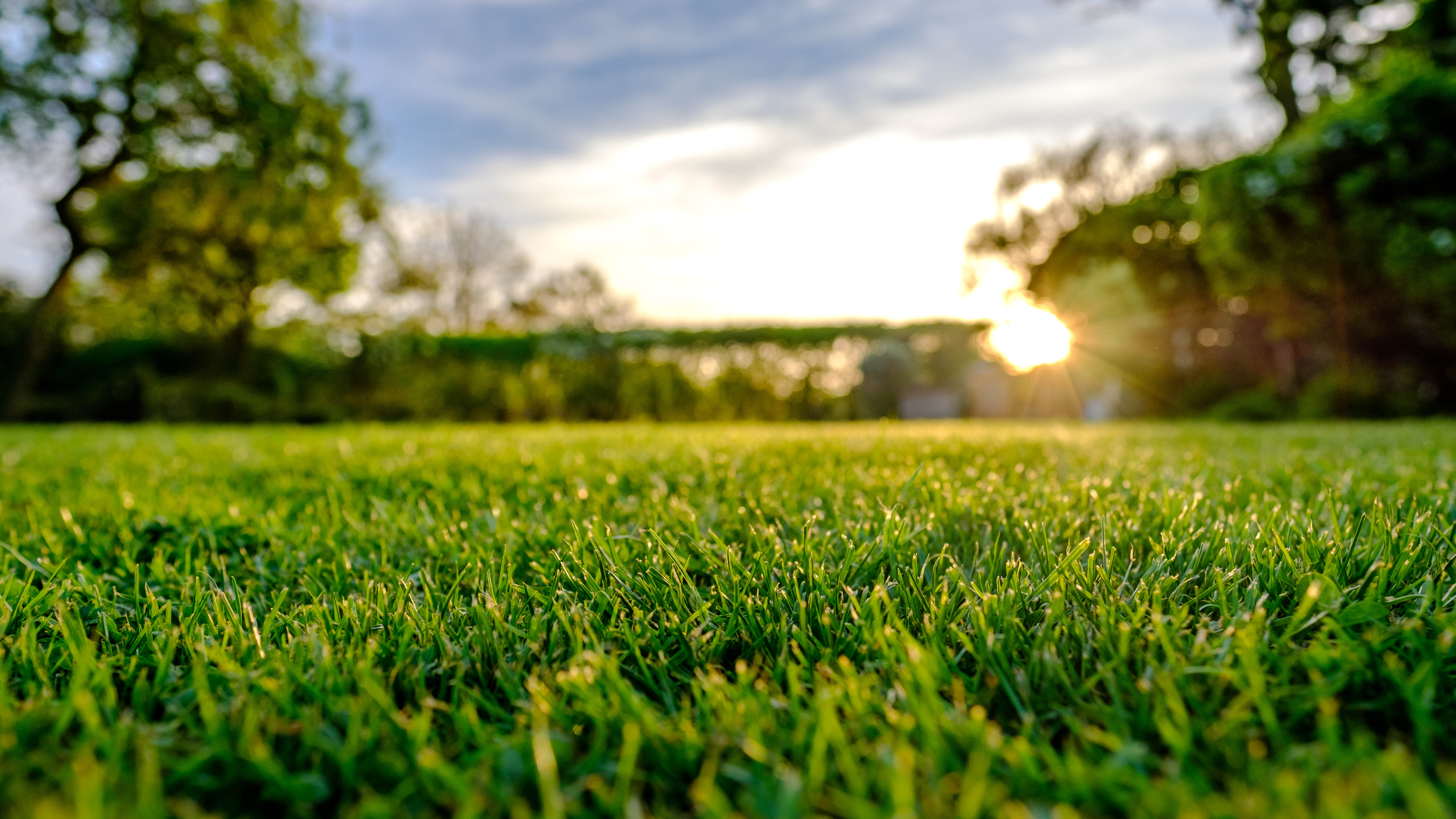 Grass blades