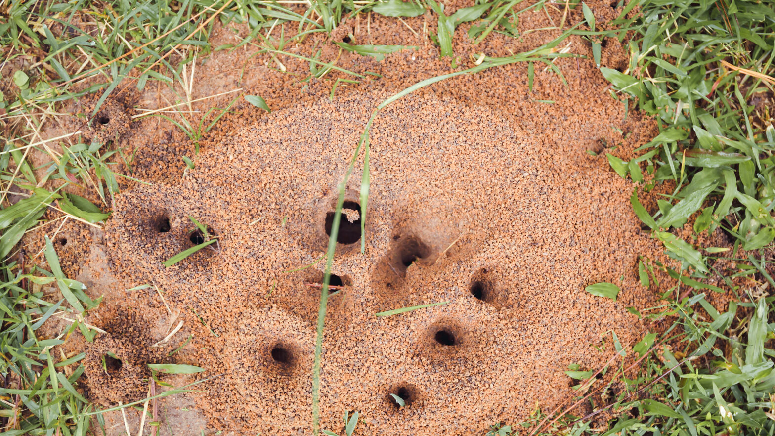 5 natural ways to prevent Ant Hills from ruining your garden this summer