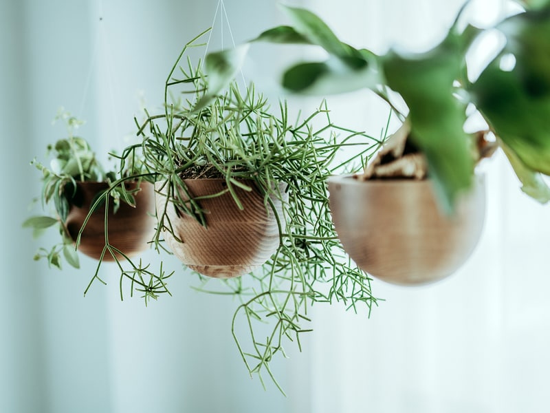 Water trap Integrated planters: hemisphere