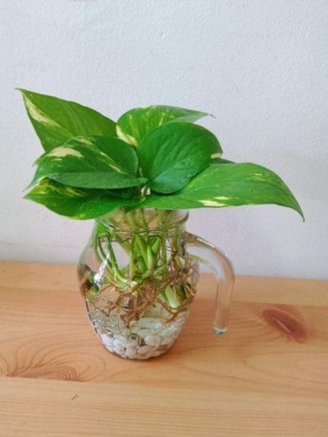 10 plants that you can grow in water at home