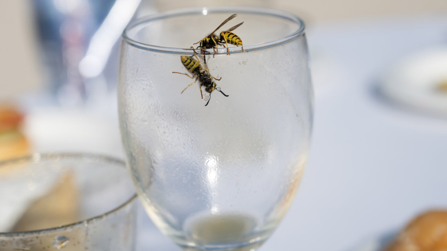 Expert shows why wasps rave about their garden - and 3 ways to prevent them