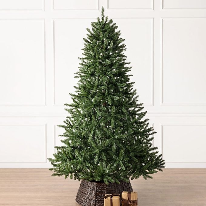 Classic evergreen spruce