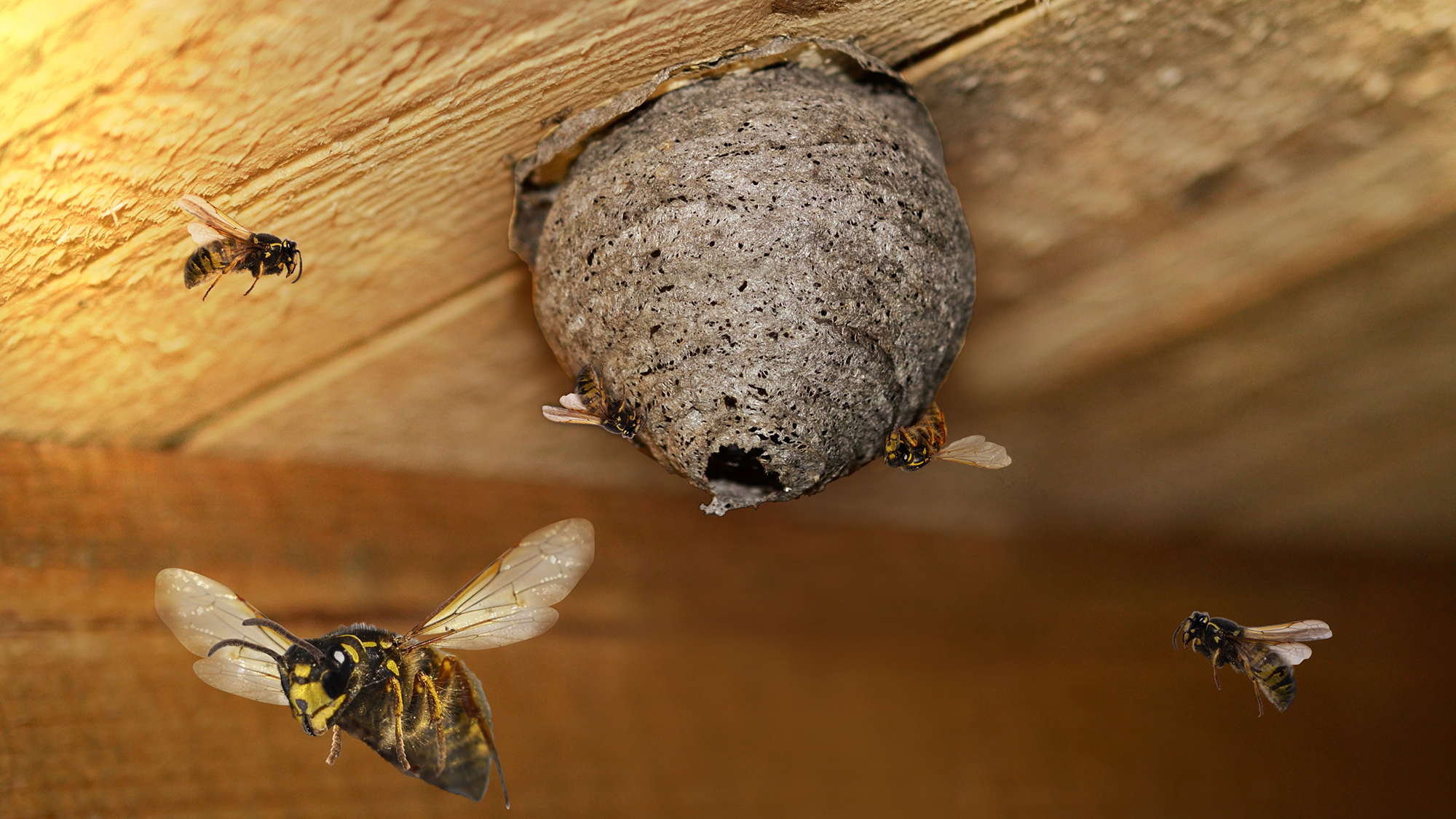 Wasp nest