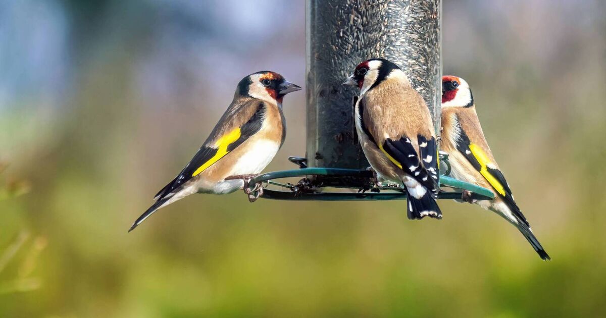 Light pollution that causes urban birds to stay awake every day