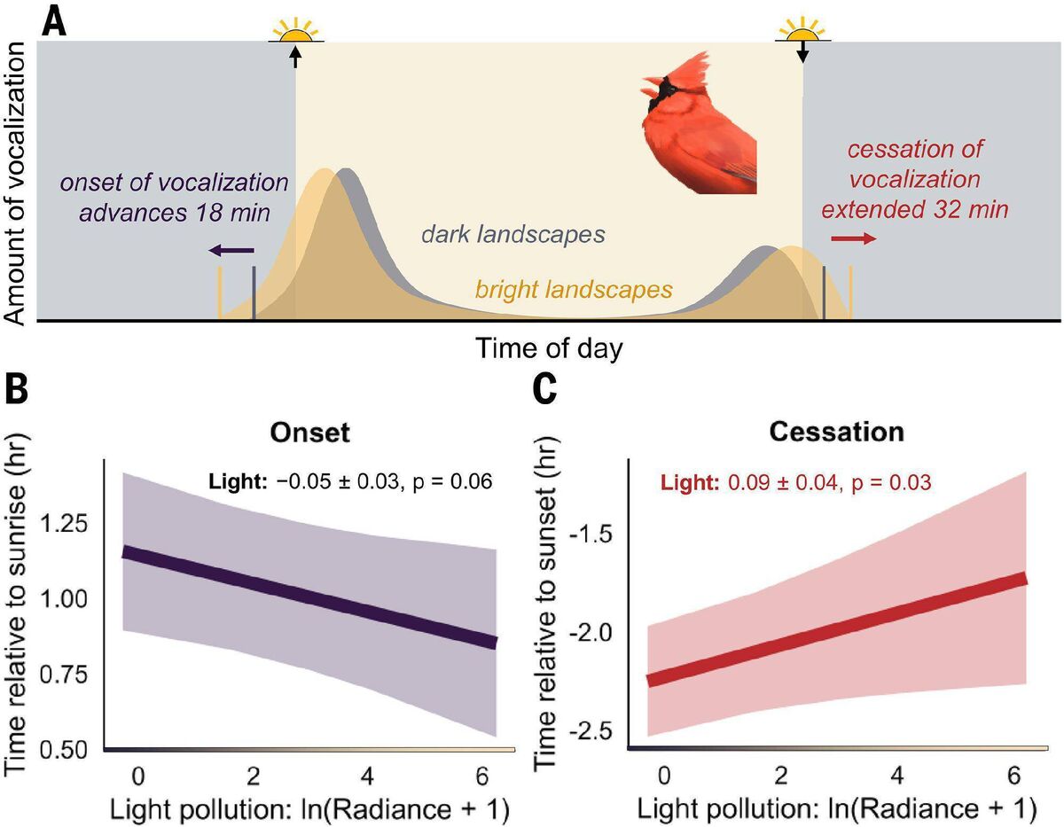Light pollution means that birds around the world sing longer every day and extend their vocalization by 50 minutes on average, according to a new study in science Light pollution means that birds around the world sing longer every day and extend their vocalization by 50 minutes on average, according to a new study in science