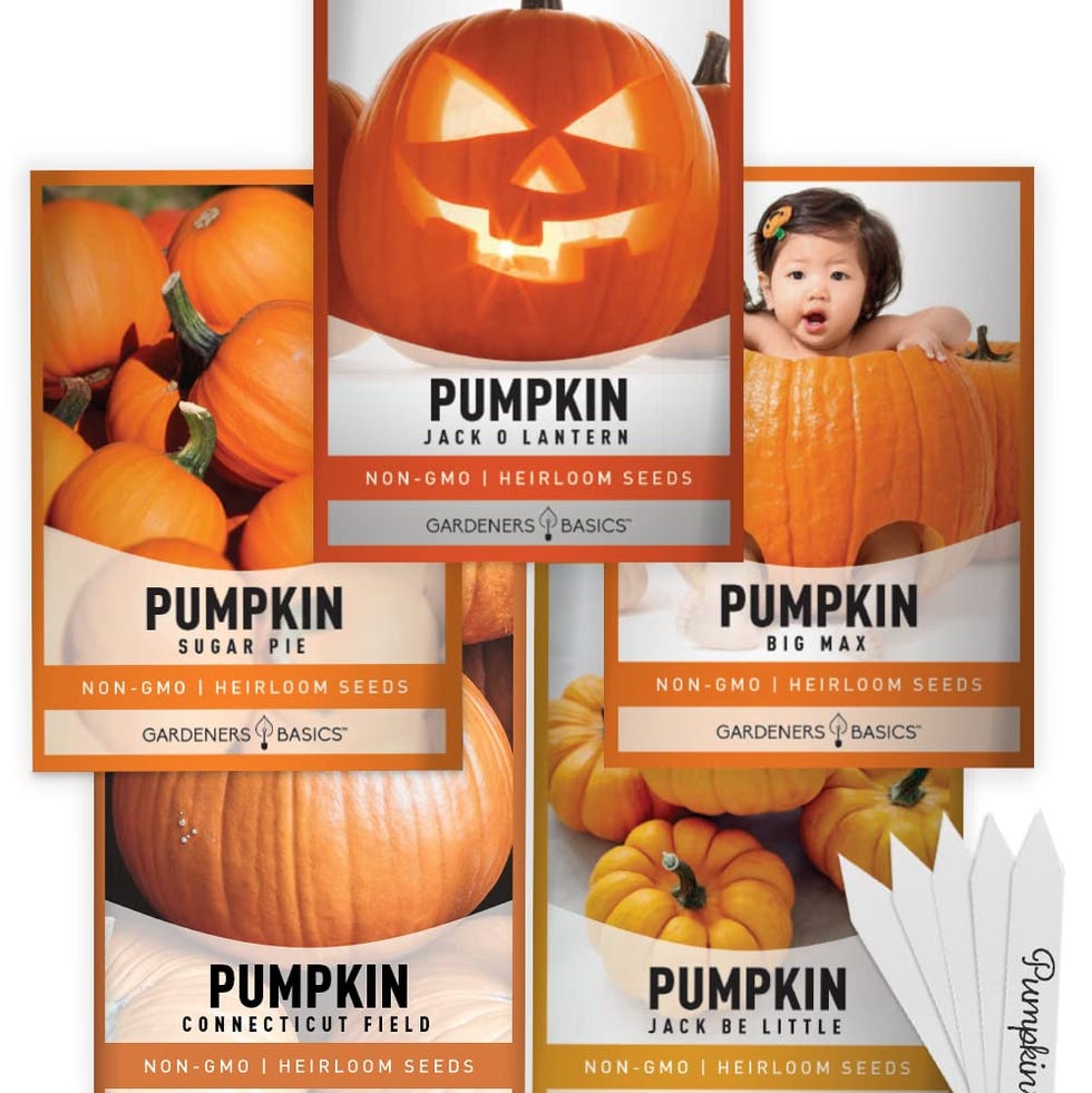 5 Varietyer Erbstfück Pumpkin seeds