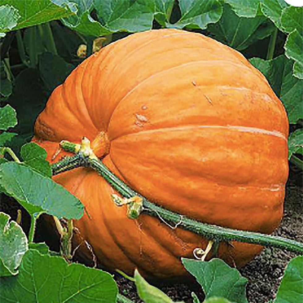 Dills Atlantic Kurbis seeds from Atlantic 