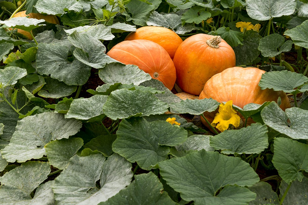 Pumpkin growth in my garden