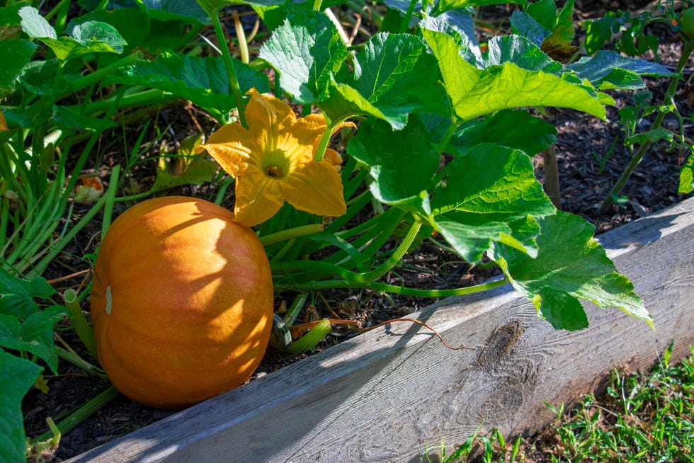 Close up of a pumpkin plant, a pumpkin and a yellow flower