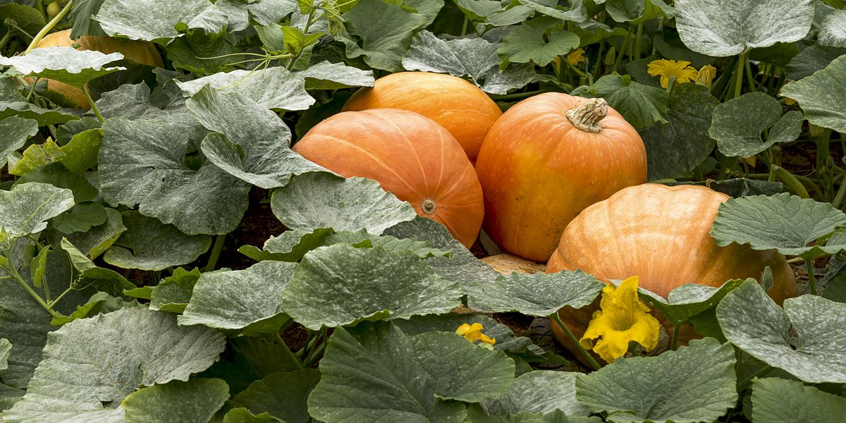 As you accept pumpkins properly, according to garden experts
