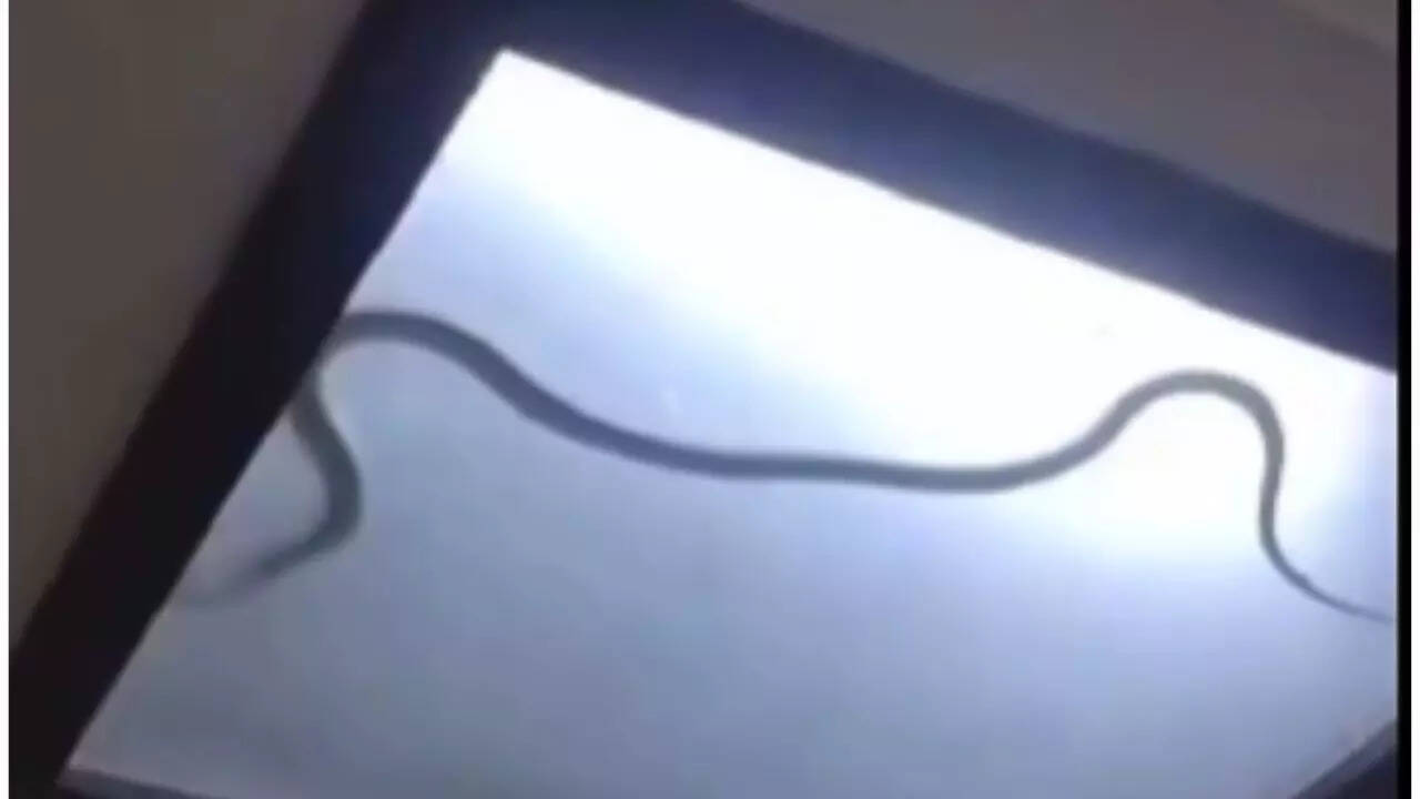 O'clock | Terrible snake found in the ceiling light in the noida sector 51; Here you can find out how you can protect against snakes |