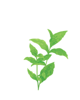 Embrace winter with herbal baths and ointments