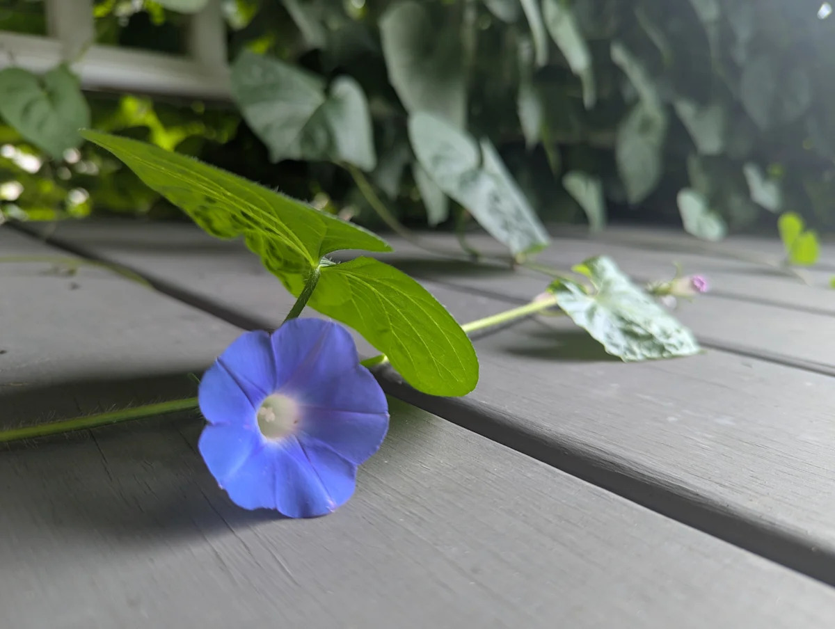 A memo to myself about redistributing fall gardening