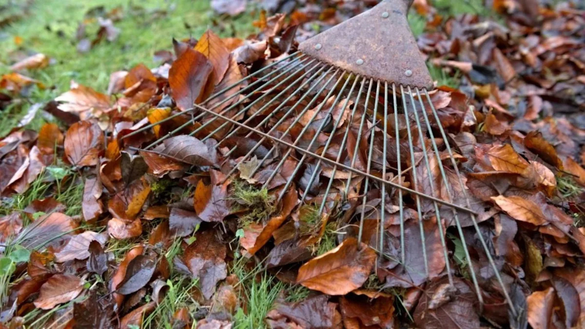 Hate rake? Here are some clever ways people are handling leaves this fall