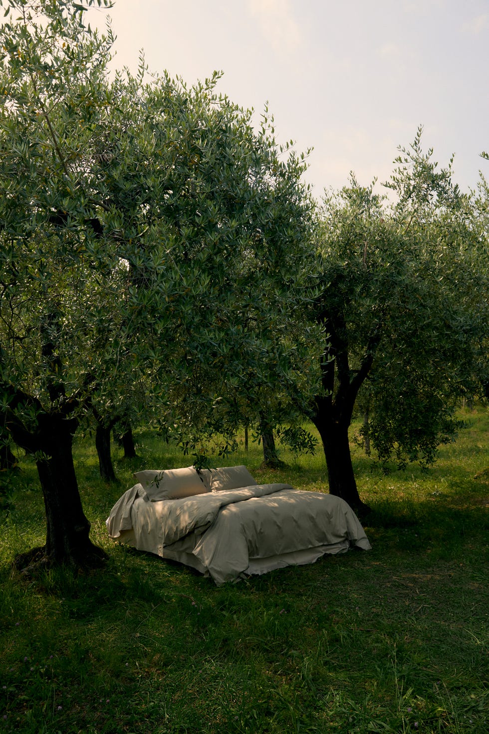Outdoor bed surrounded by olive trees.