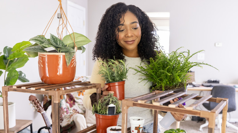 The popular houseplant that you can propagate in November