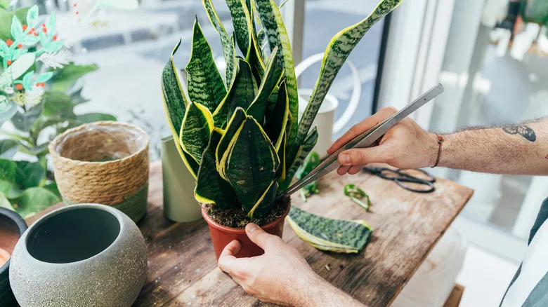 The popular houseplant that you can propagate in November